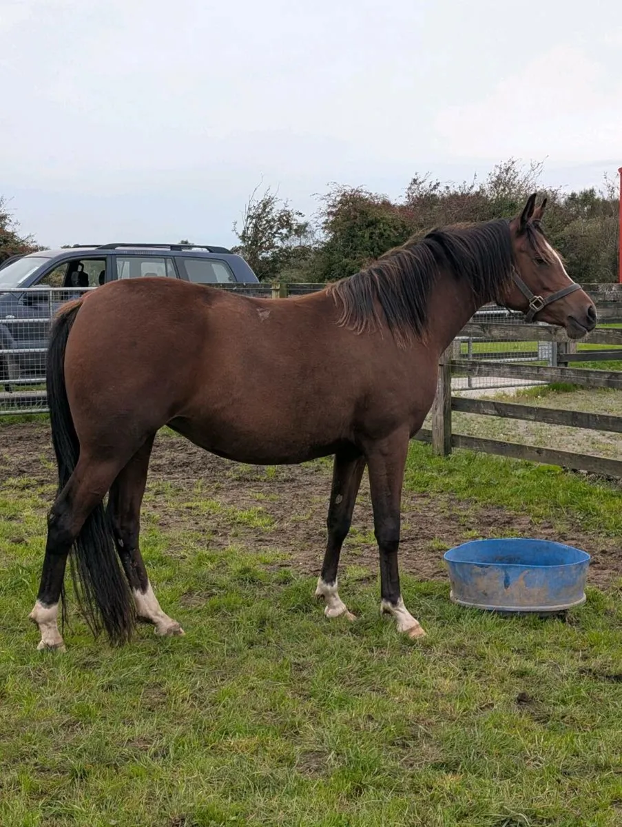 Horse - Image 1