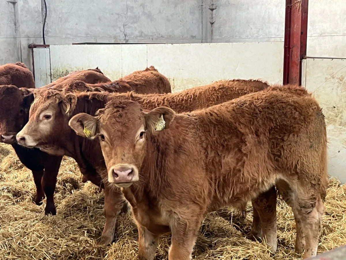 12 Super 300Kg U Grade LIM Bull Weanlings - Image 1
