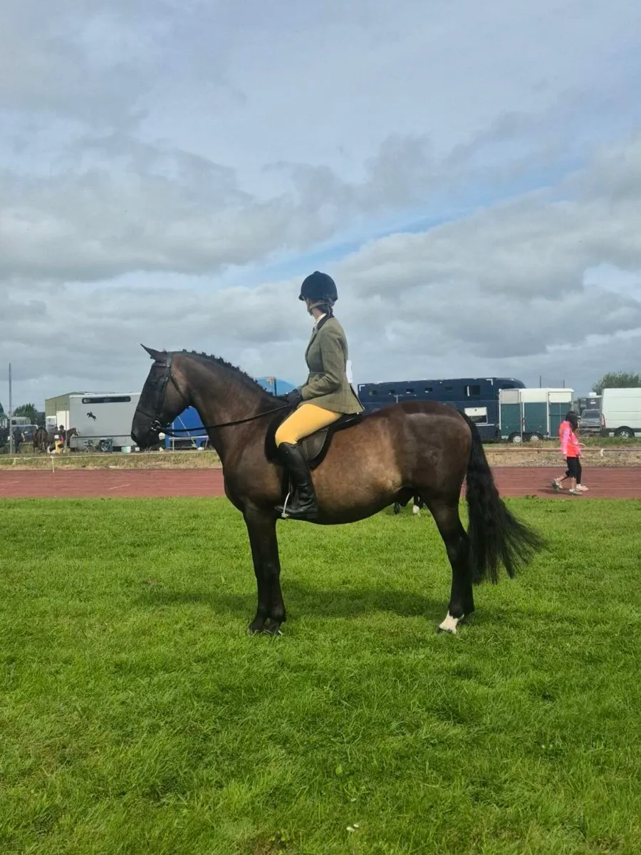 Riding club/Pony Club - Image 2