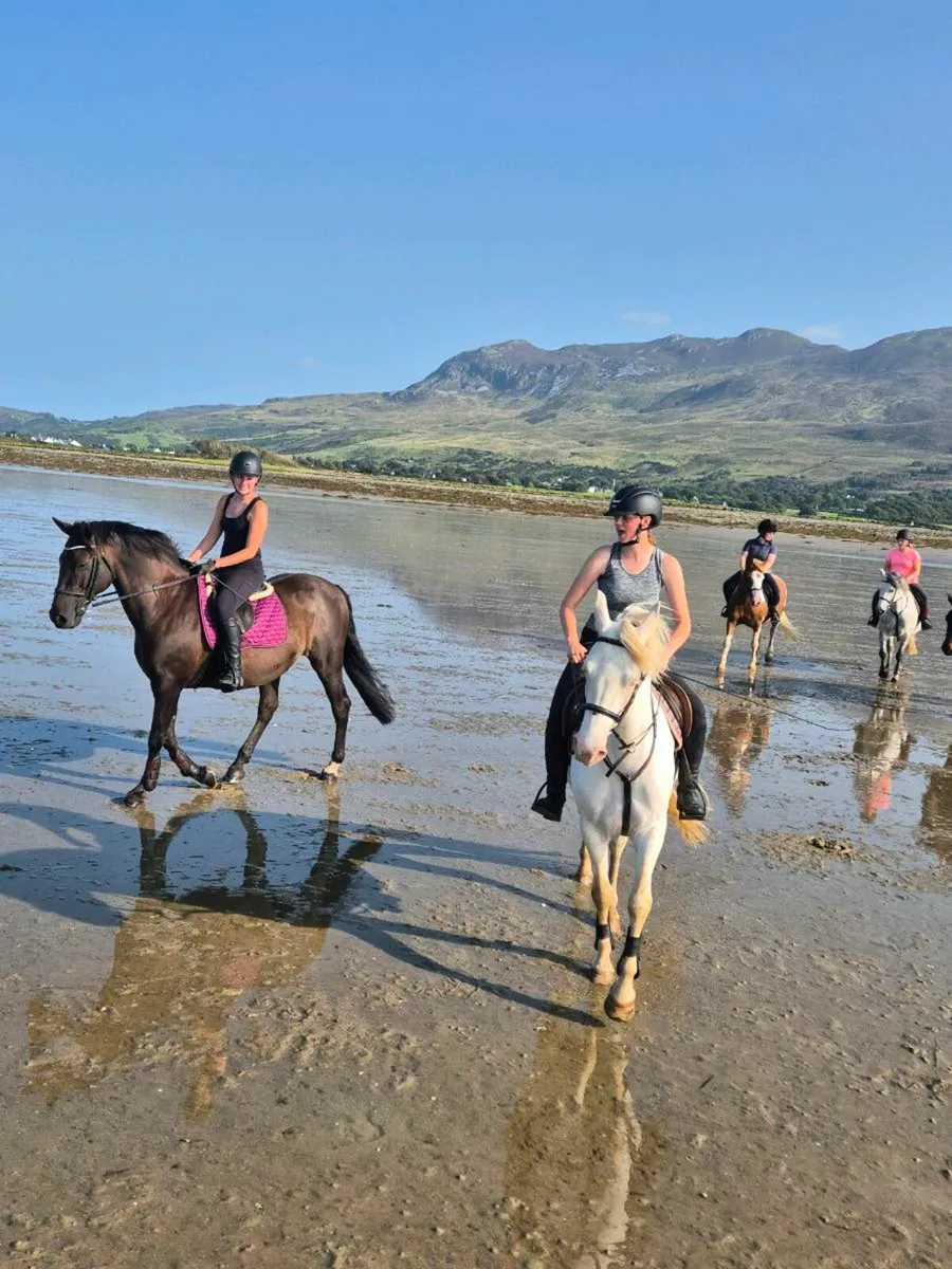 Riding club/Pony Club - Image 3