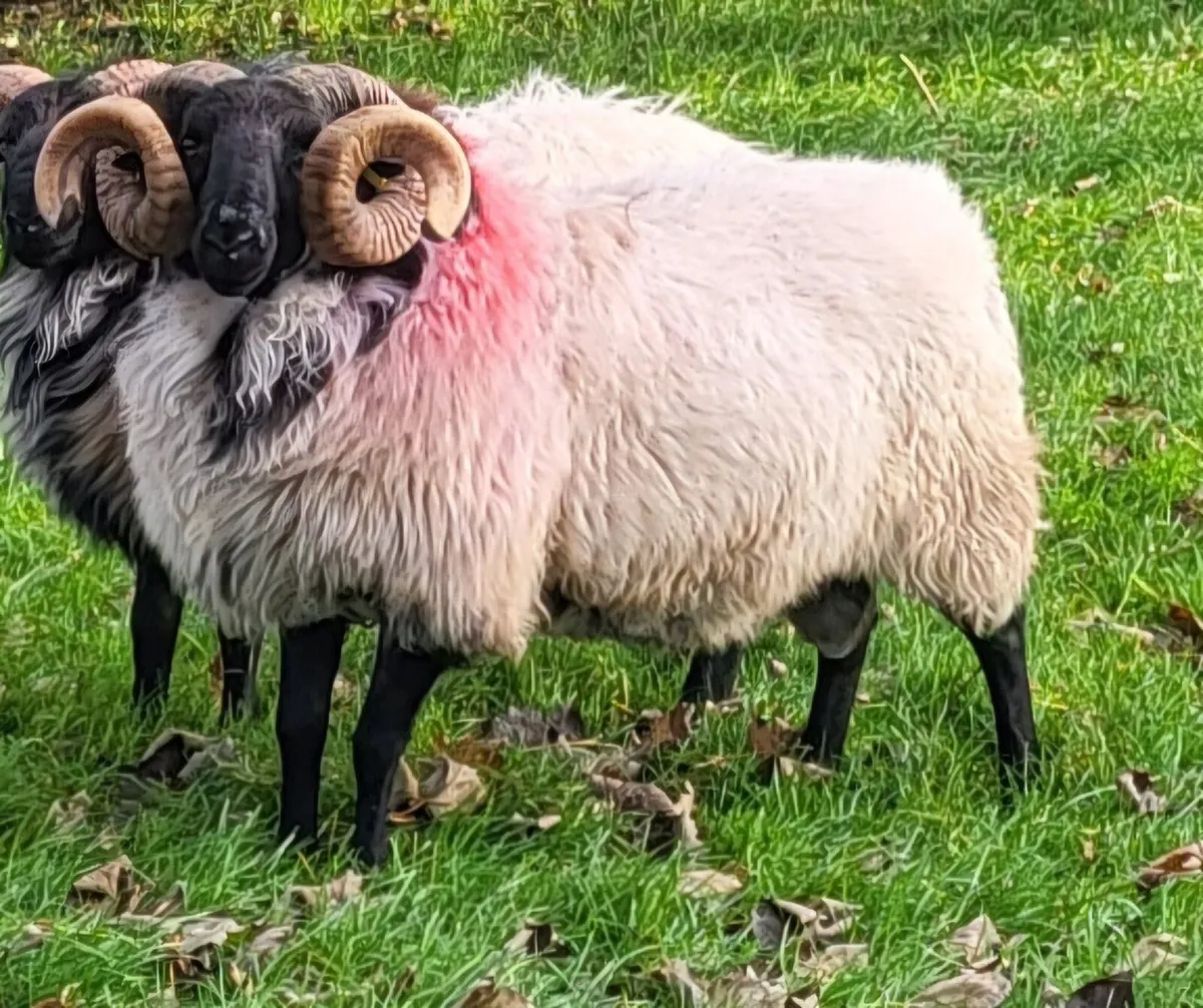 Mayo Mountain Blackface Aged Ram - Image 1