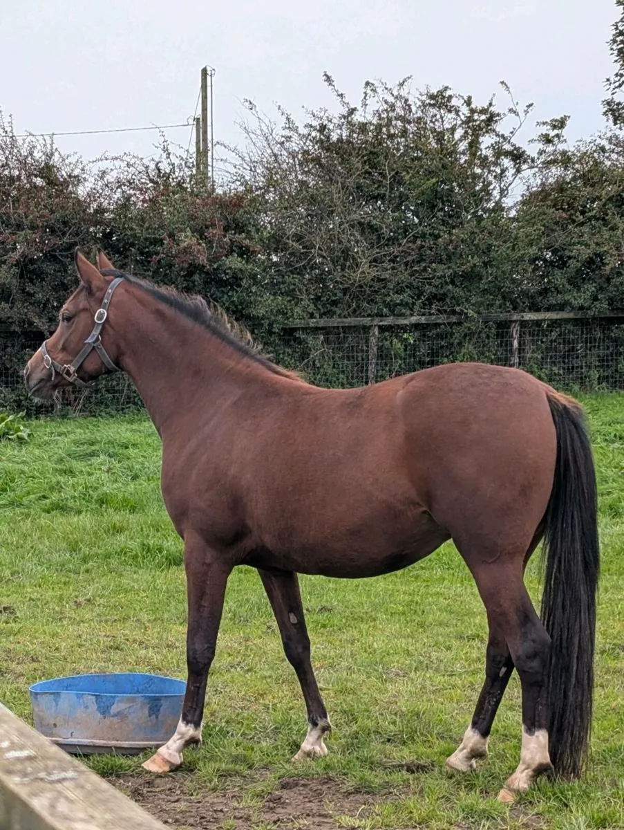 Horse - Image 2
