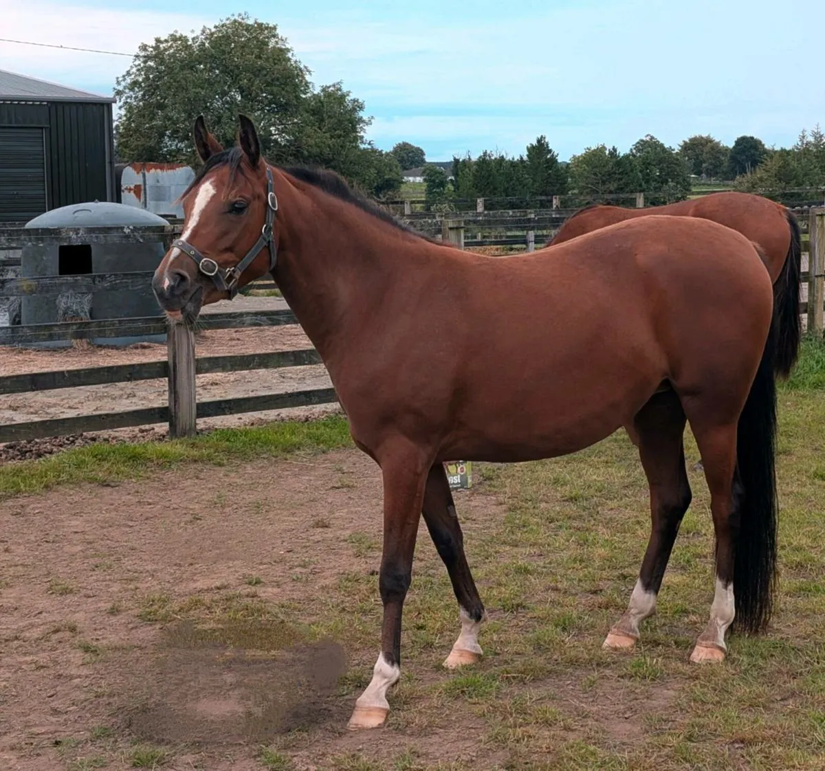 Horse - Image 3
