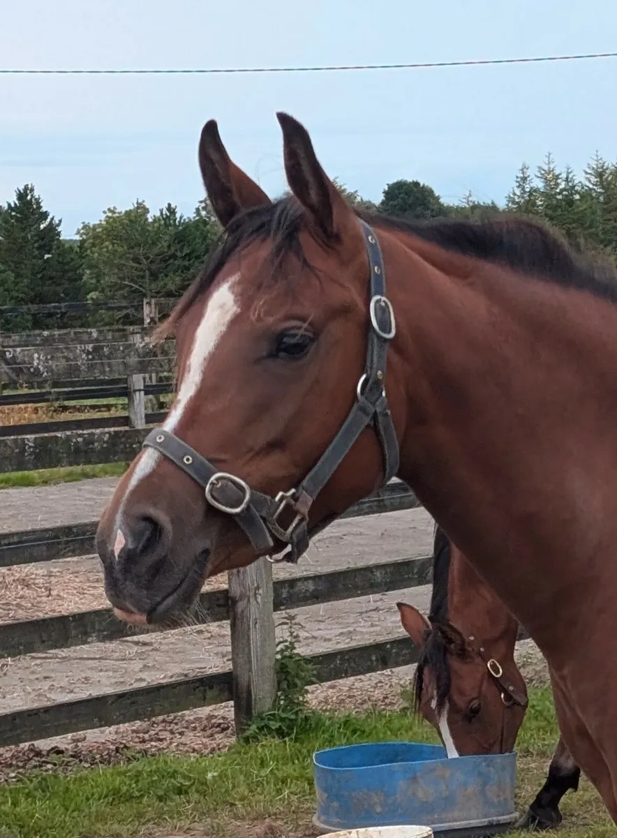 Horse - Image 4