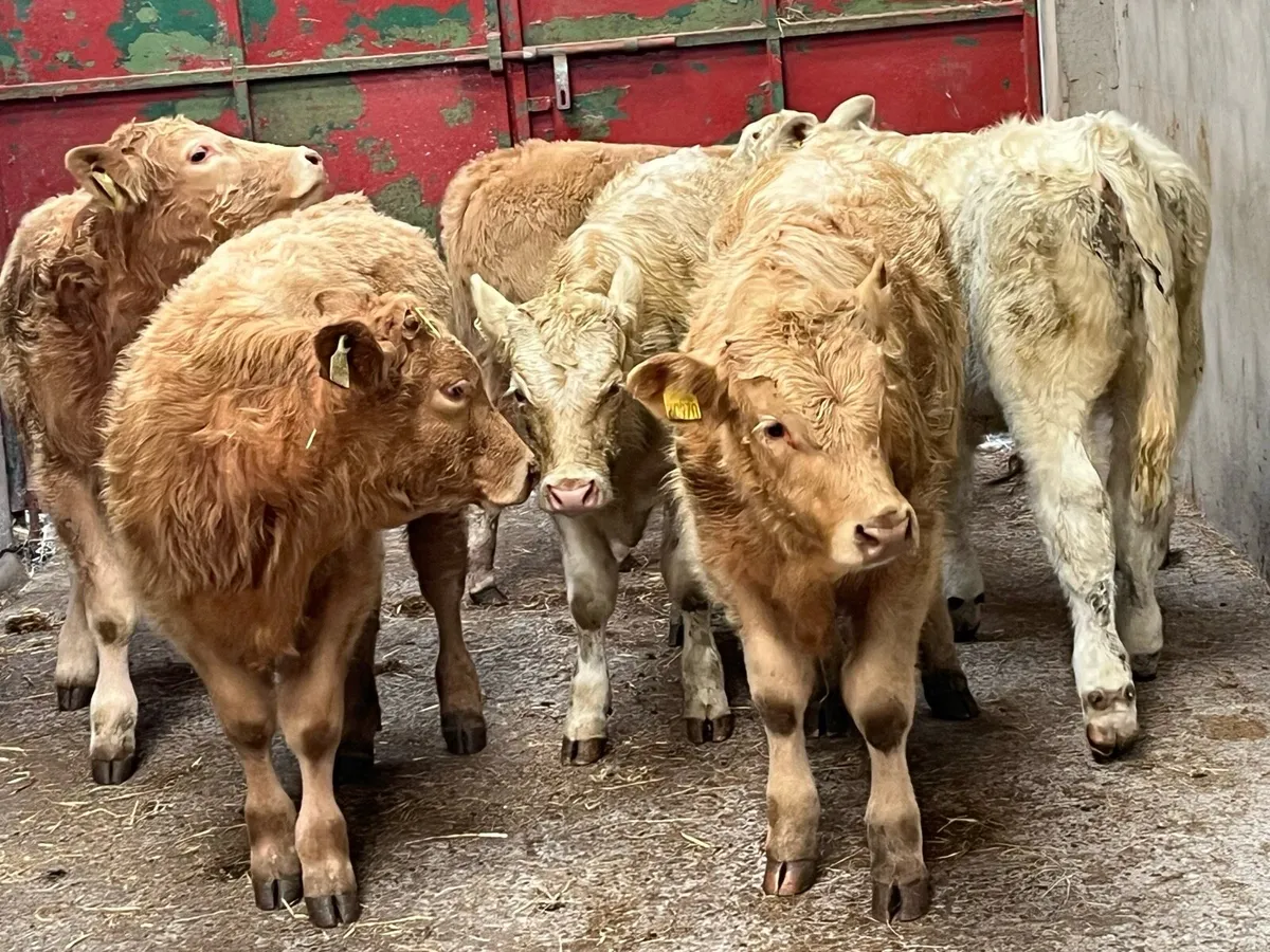 Super 260Kg Golden & White CH Bull Weanlings - Image 1