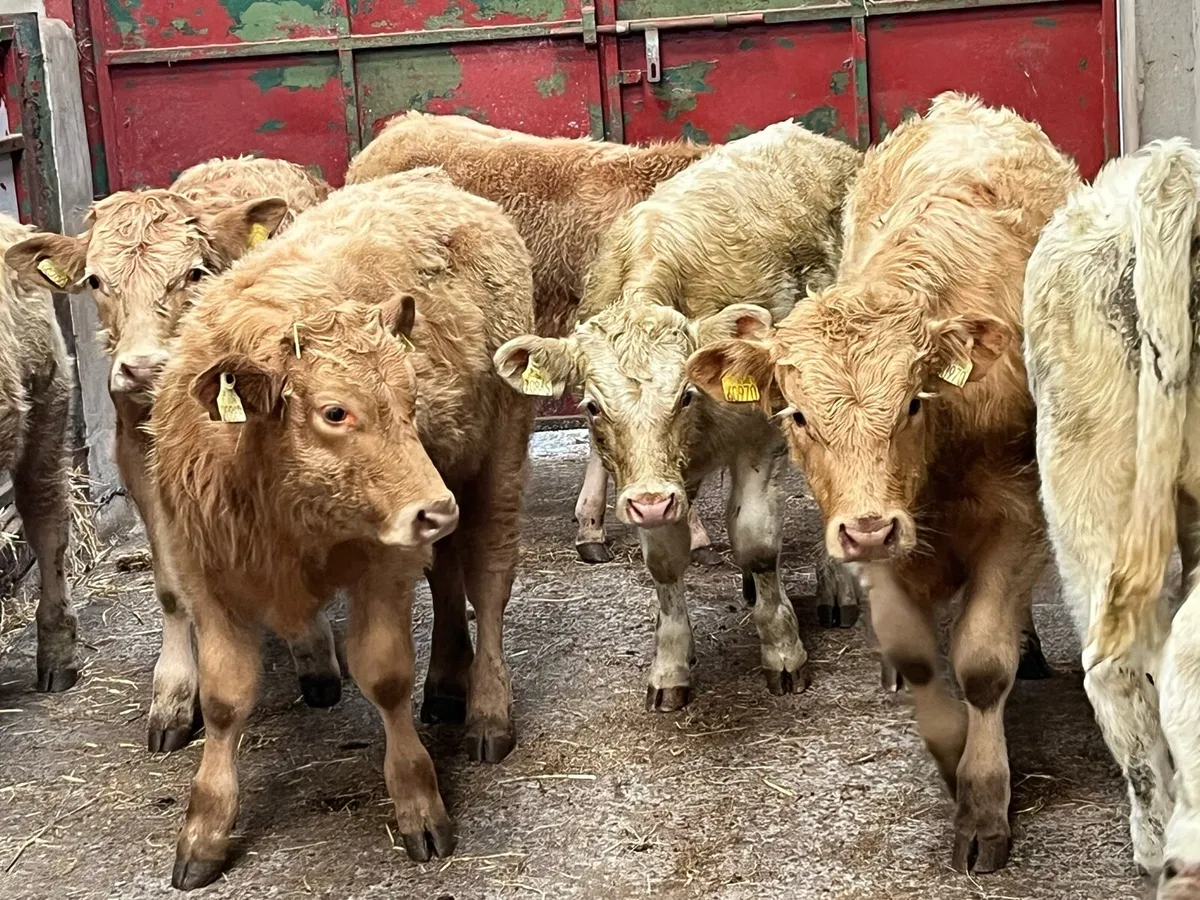 Super 260Kg Golden & White CH Bull Weanlings - Image 2
