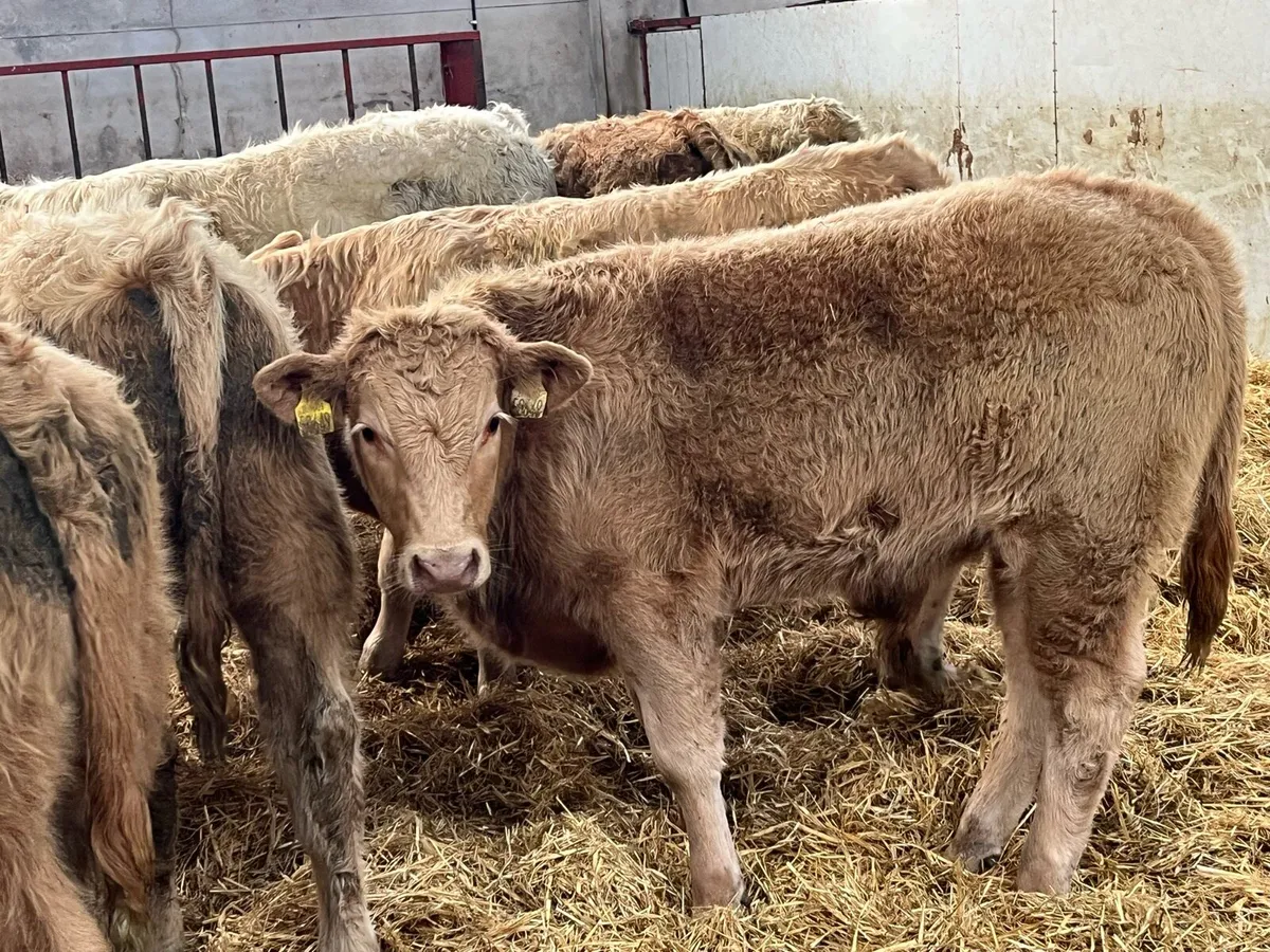 Super 260Kg Golden & White CH Bull Weanlings - Image 3