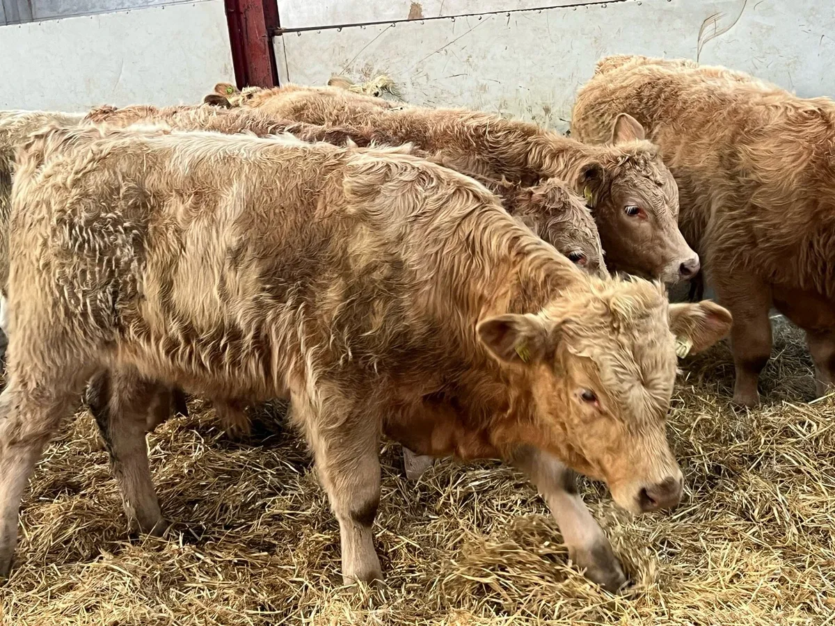 Super 260Kg Golden & White CH Bull Weanlings - Image 4