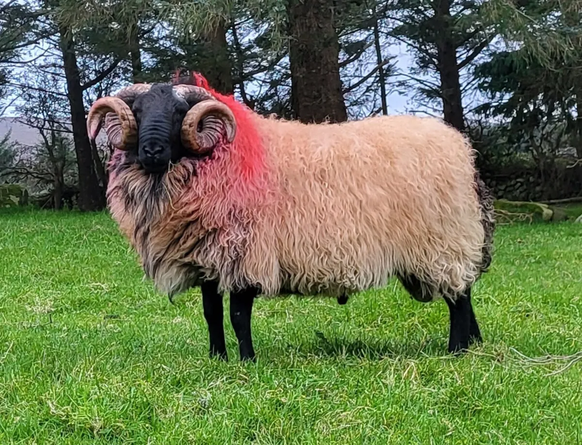 💥SIS Mayo Mountain Rams💥 - Image 1