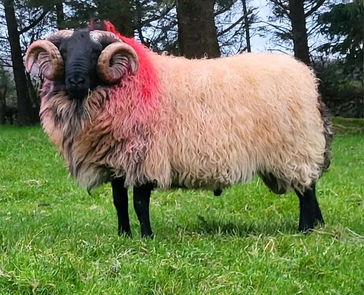 💥SIS Mayo Mountain Rams💥 - Image 2