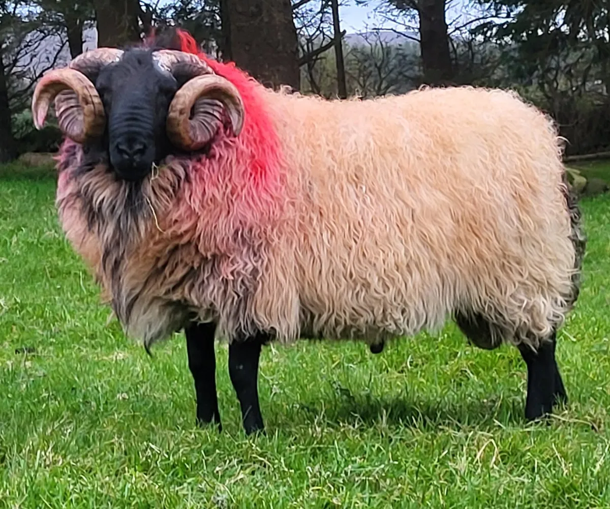 💥SIS Mayo Mountain Rams💥 - Image 3