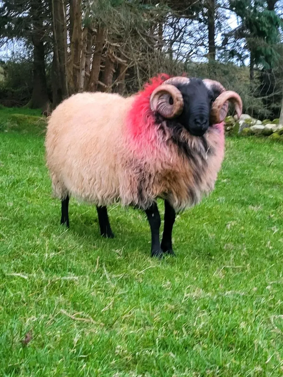 💥SIS Mayo Mountain Rams💥 - Image 4