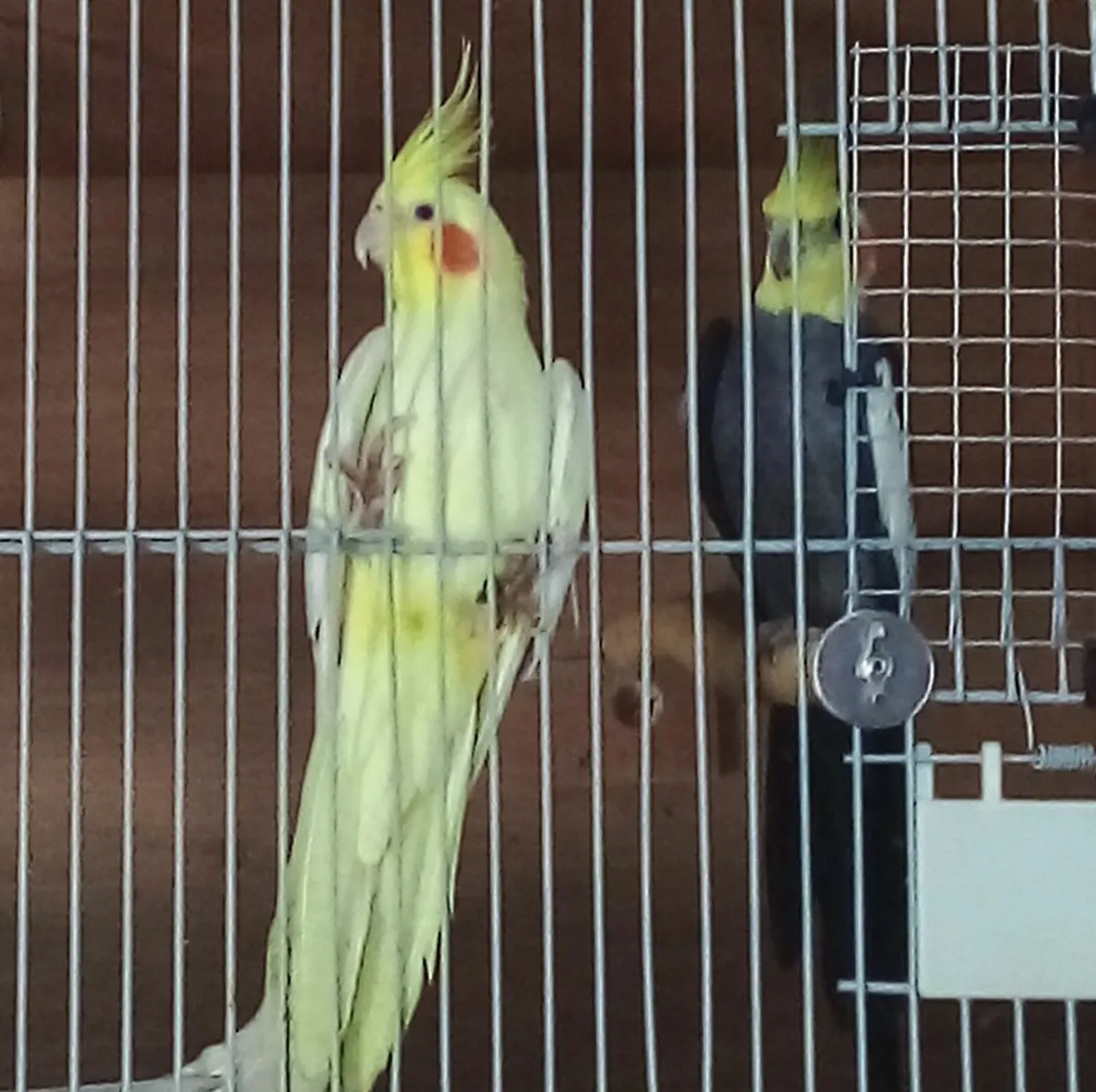 Cockateils - Image 2
