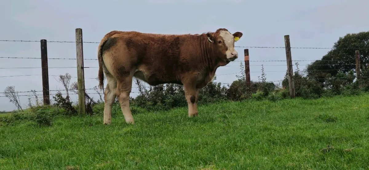 Lot no 131 and 132 Ballina 10/10 - Image 2