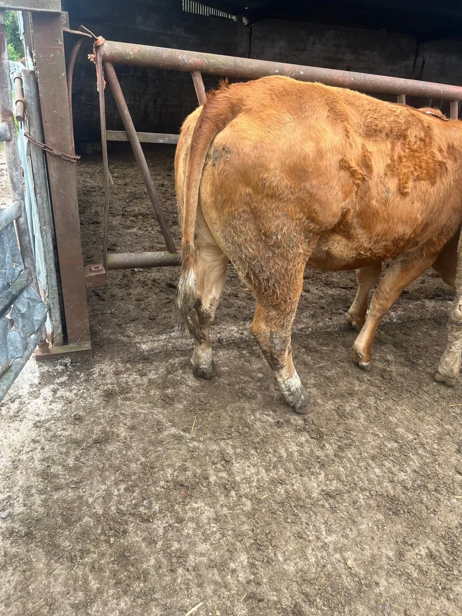 Store heifers - Image 4