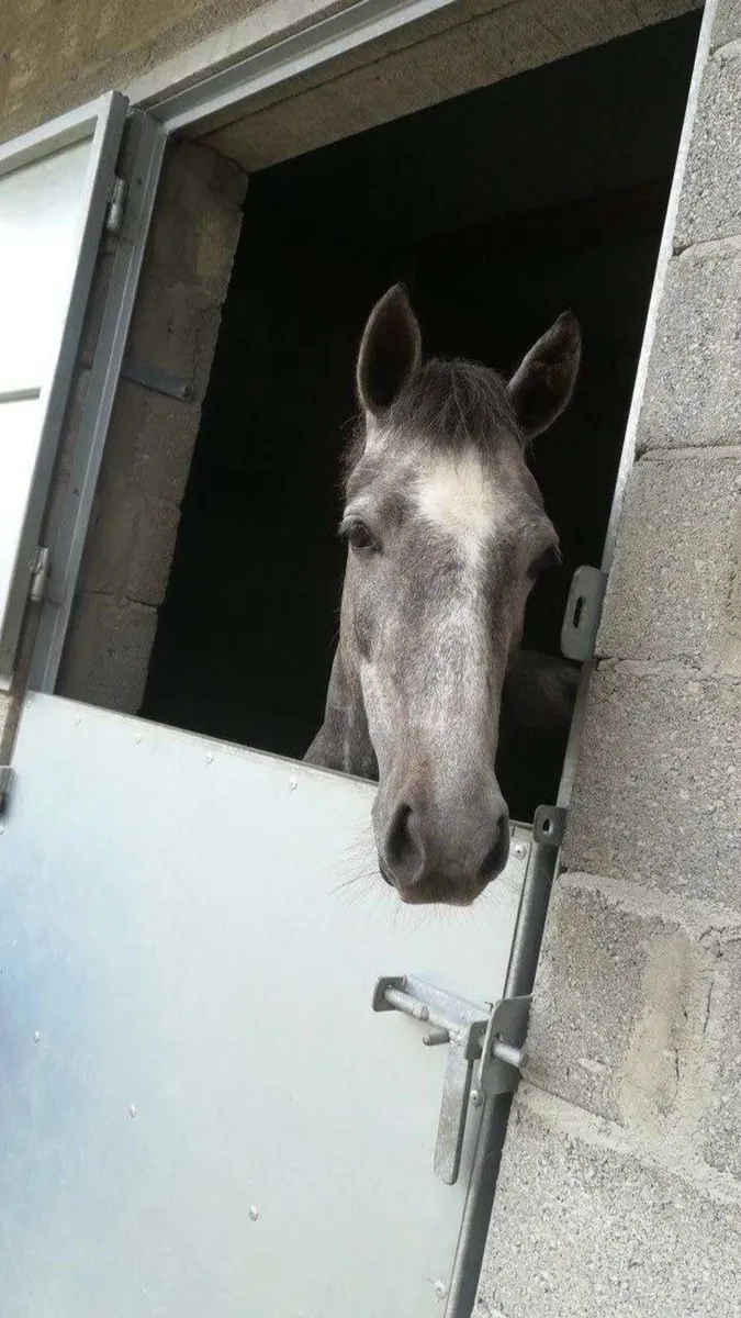 Horses - Image 1