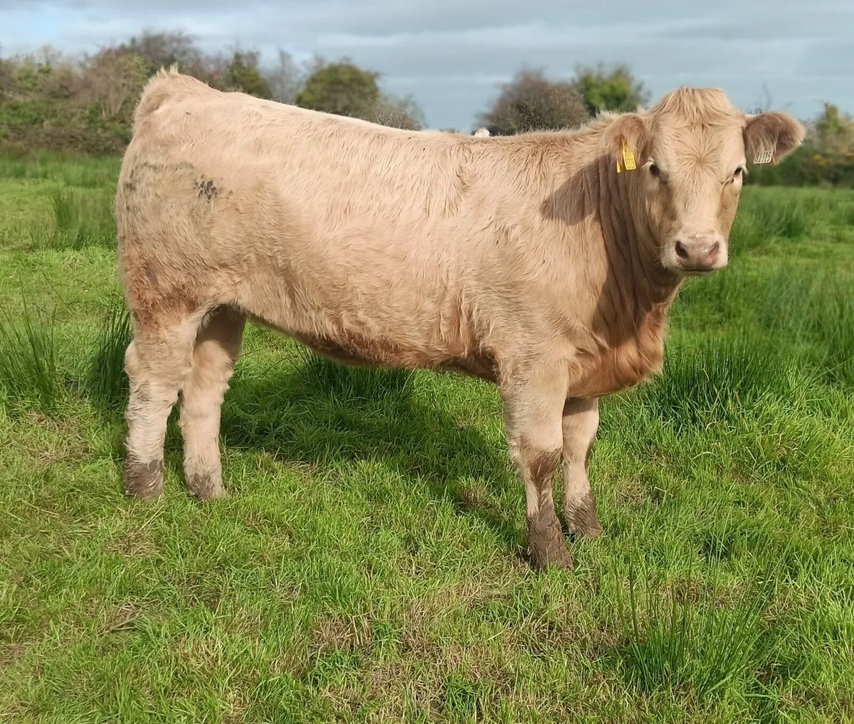 Organic Charolais Heifers Templemore Mart 11th Oct - Image 1