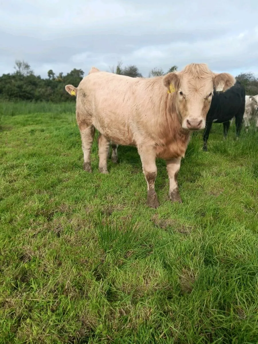 Organic Charolais Heifers Templemore Mart 11th Oct - Image 2