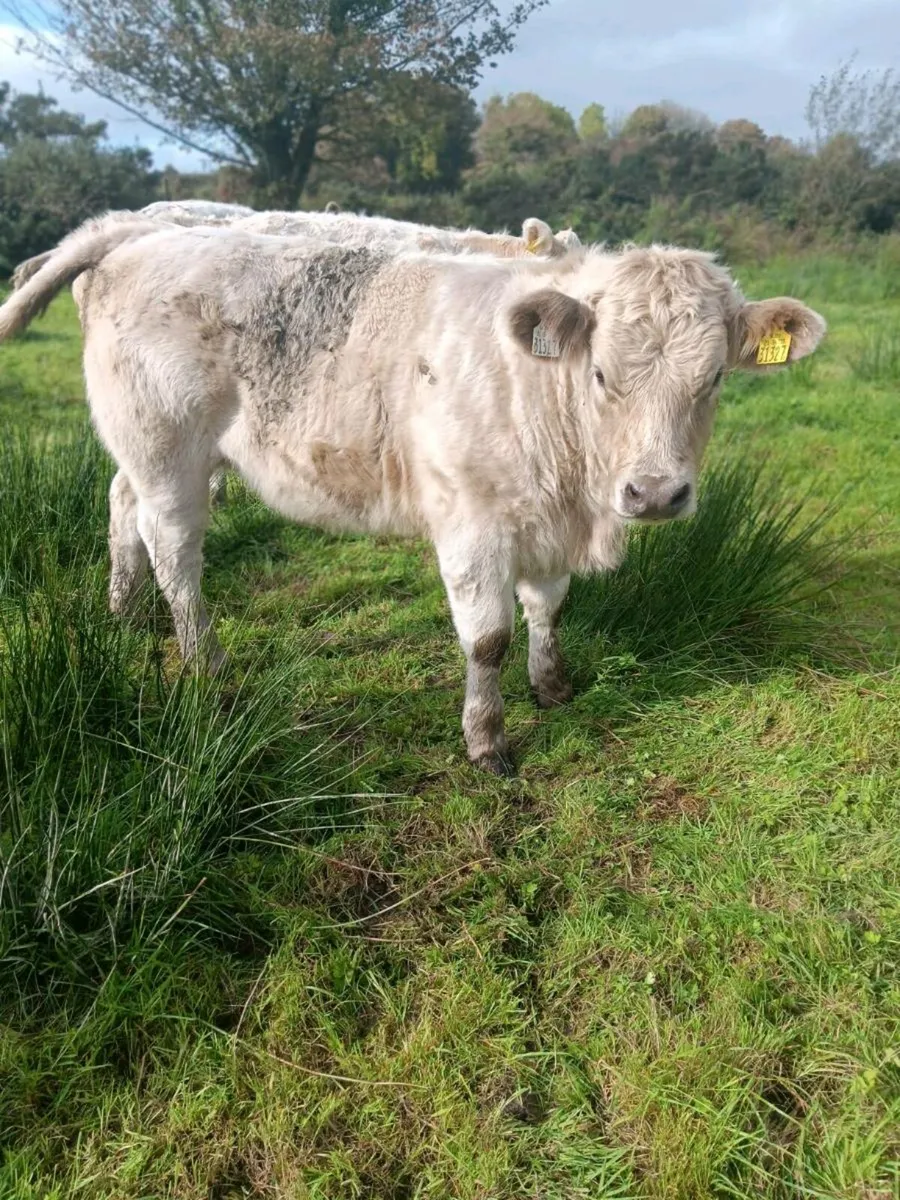 Organic Charolais Heifers Templemore Mart 11th Oct - Image 3