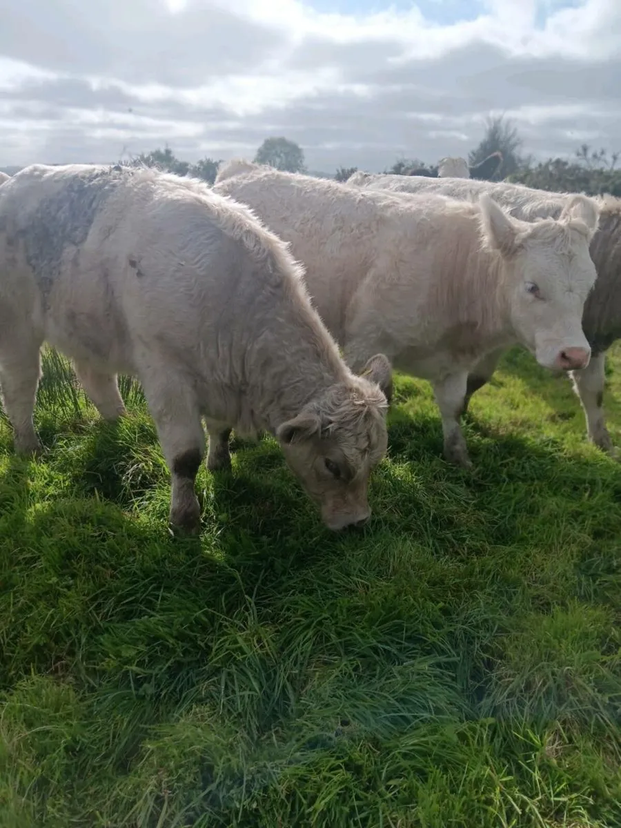 Organic Charolais Heifers Templemore Mart 11th Oct - Image 4
