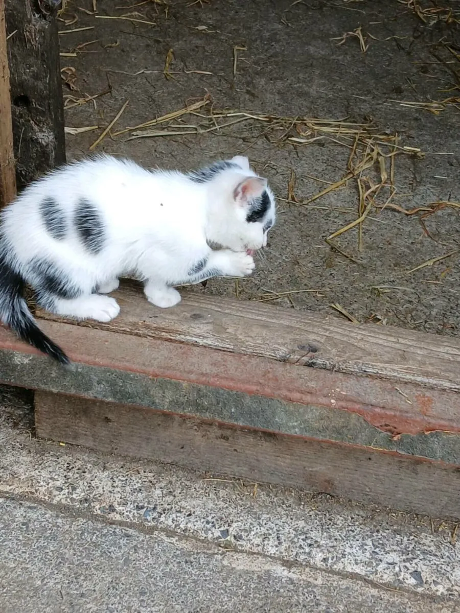 Kittens - Image 3