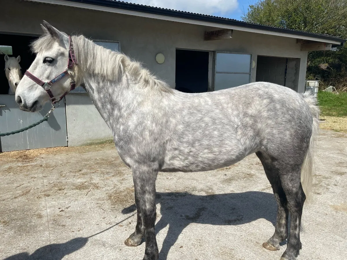 Horses - Image 3