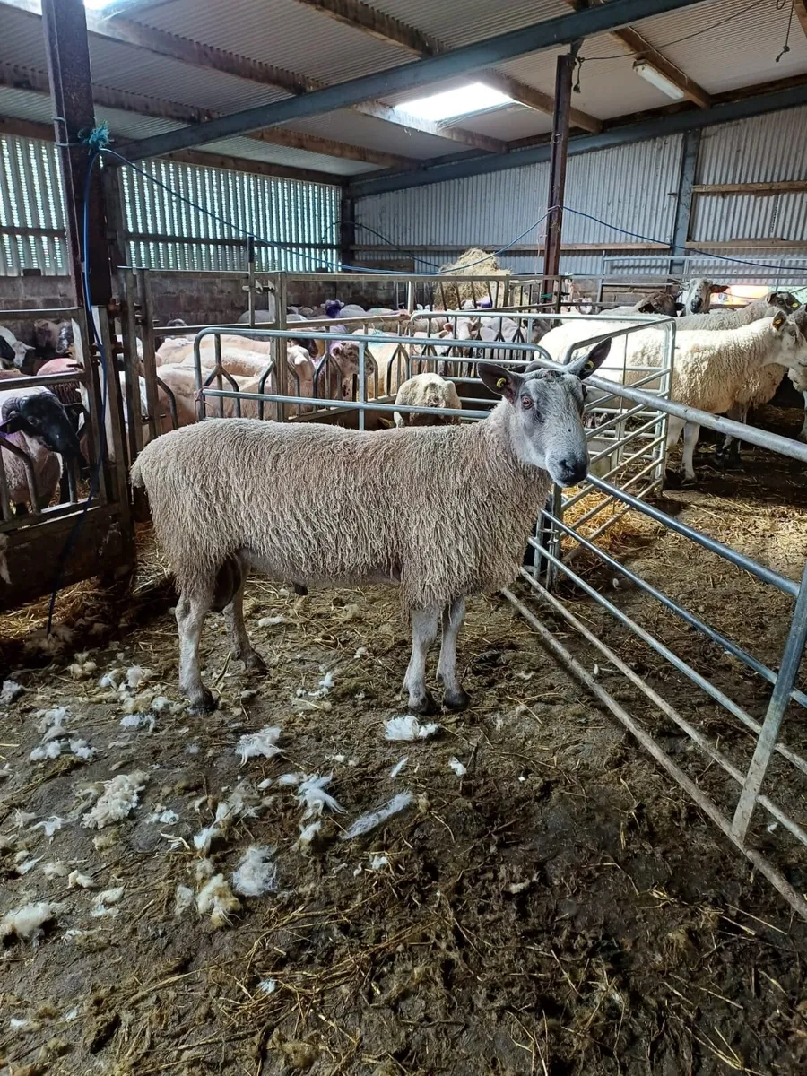 Blue Leicester Ram Pure Bred - Image 1