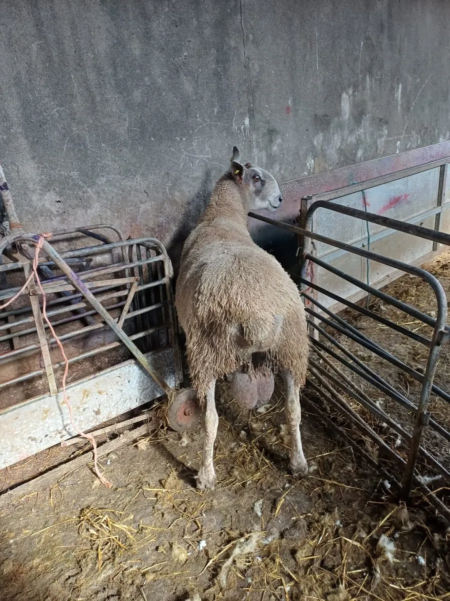 Blue Leicester Ram Pure Bred - Image 2