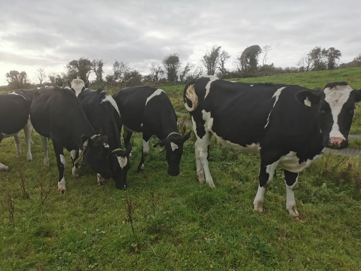 Incalf heifers high EBI - Image 1