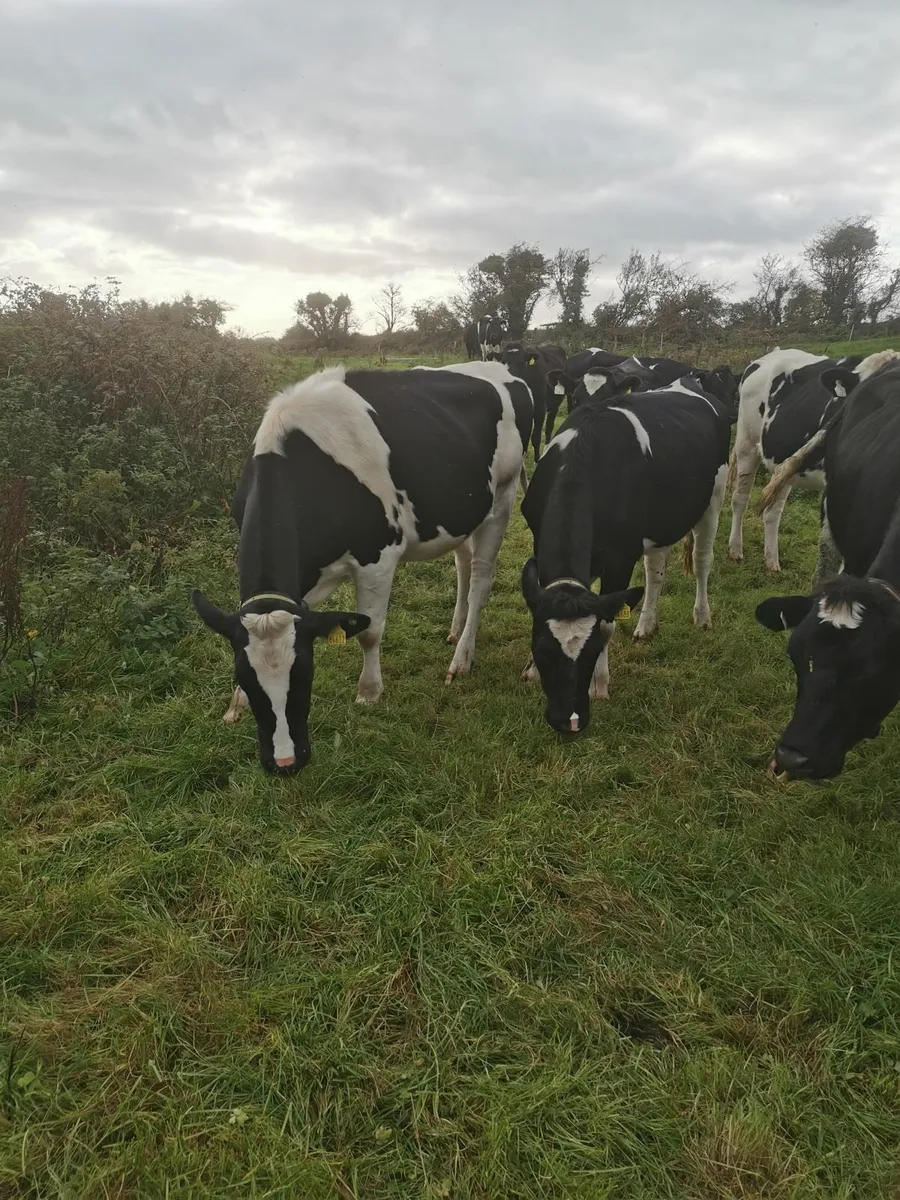 Incalf heifers high EBI - Image 2
