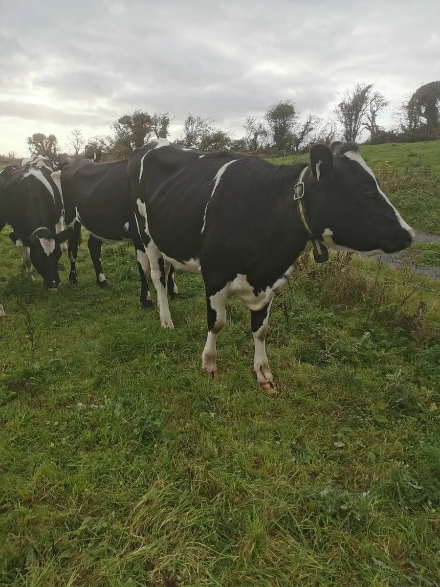 Incalf heifers high EBI - Image 3