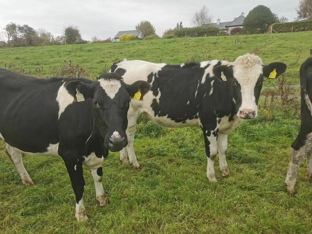 Incalf heifers high EBI - Image 4