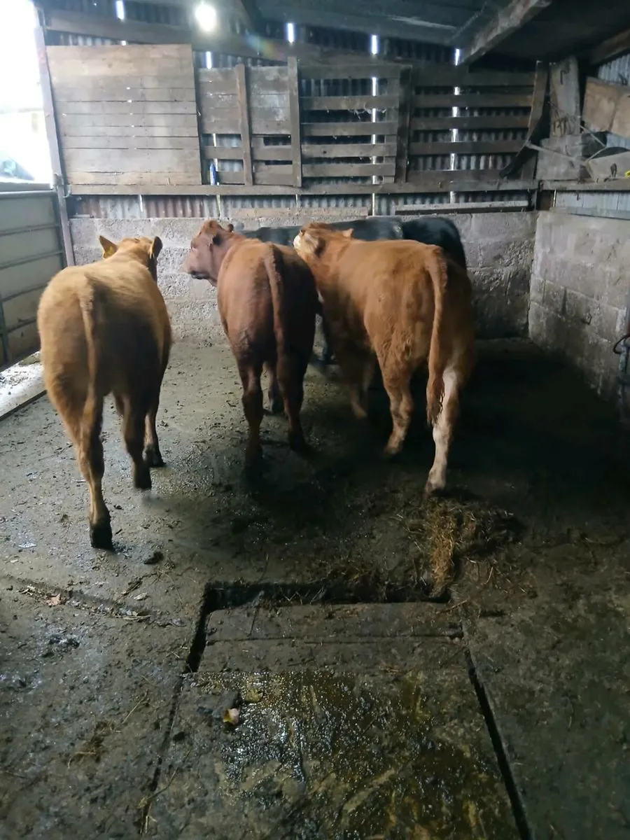 5 lim bull weanings - Image 1