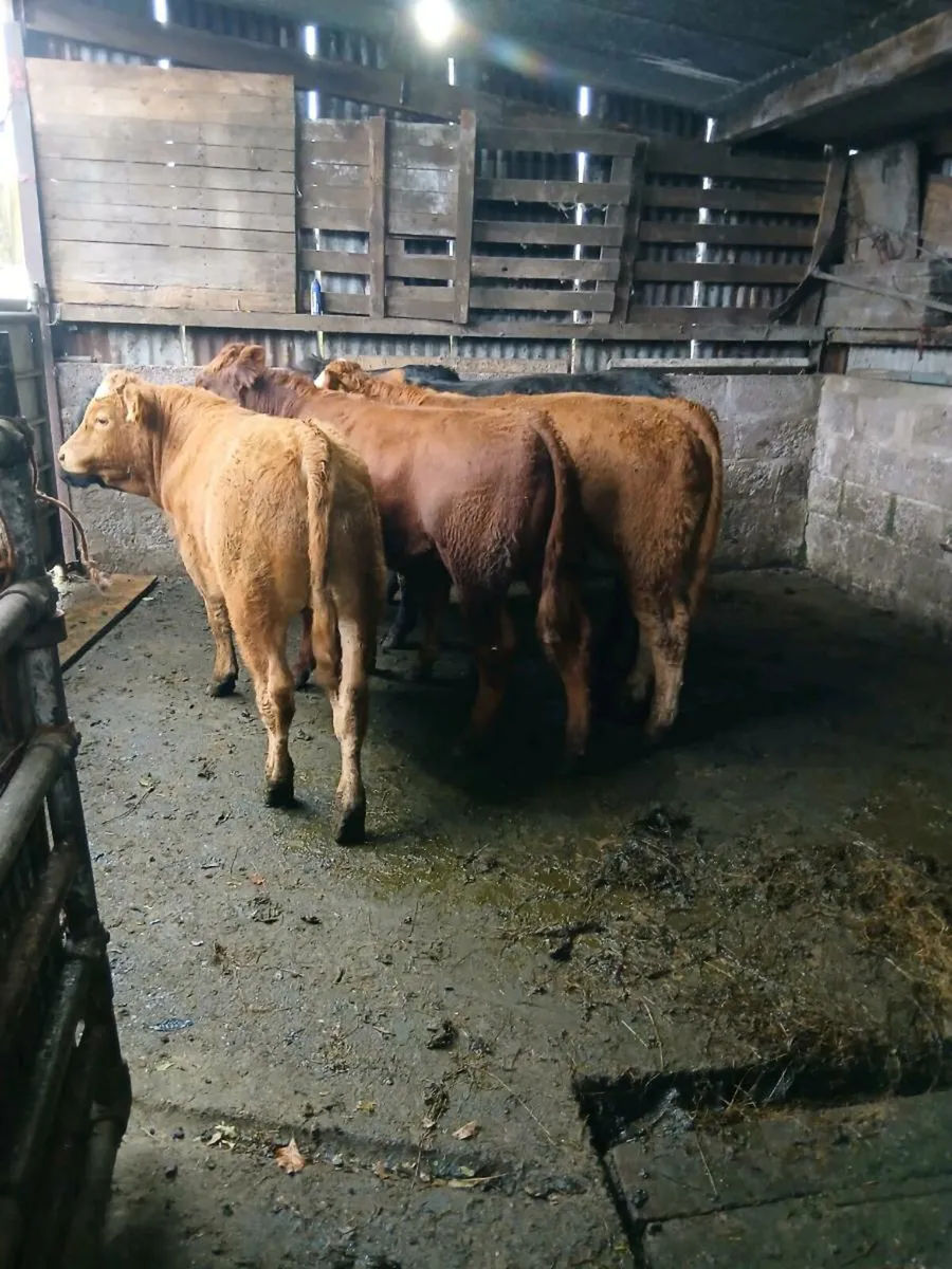 5 lim bull weanings - Image 2