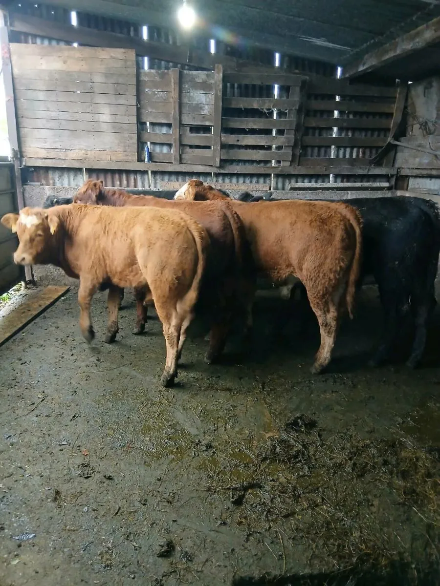 5 lim bull weanings - Image 3