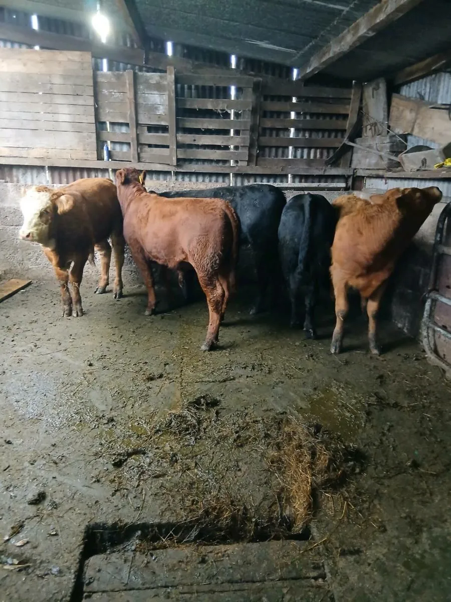 5 lim bull weanings - Image 4