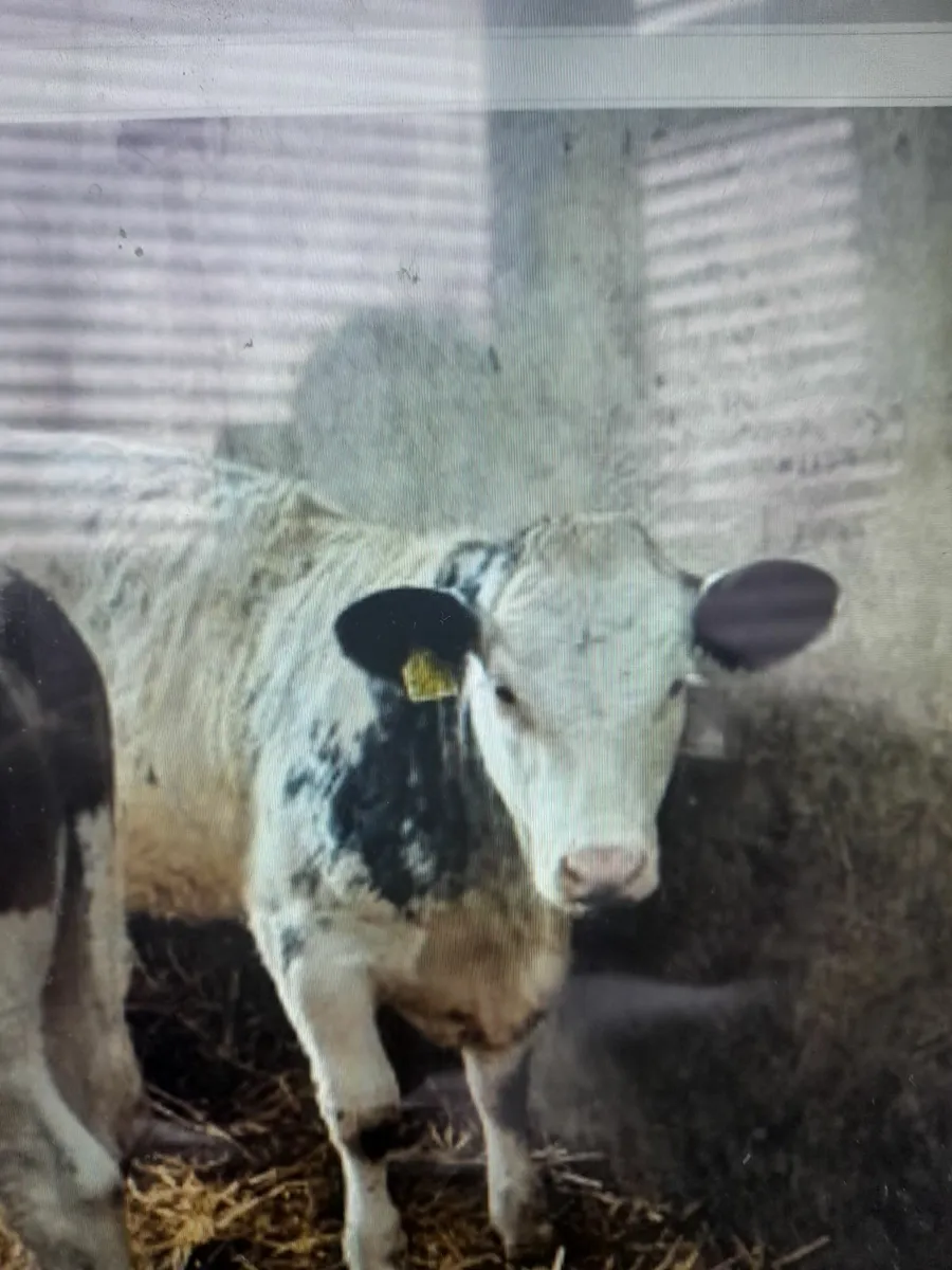 Organic Calves