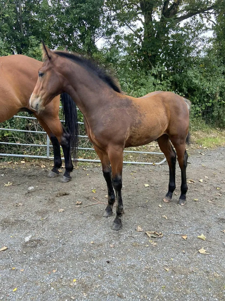 Colt Foal for Sale! - Image 1