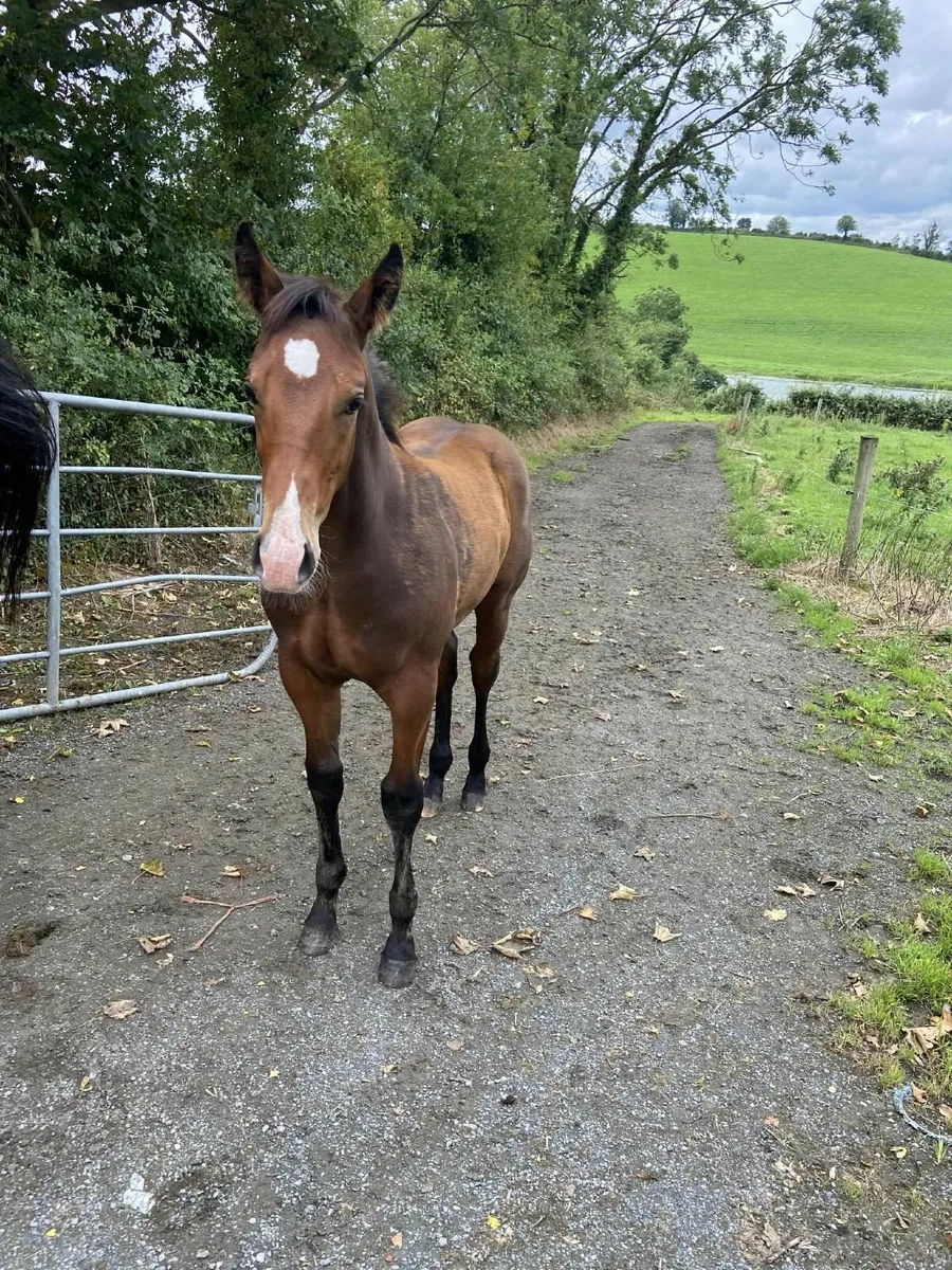 Colt Foal for Sale! - Image 2