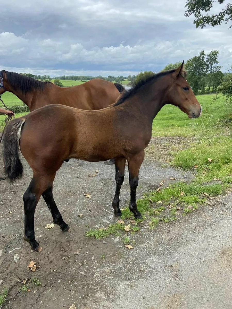 Colt Foal for Sale! - Image 3
