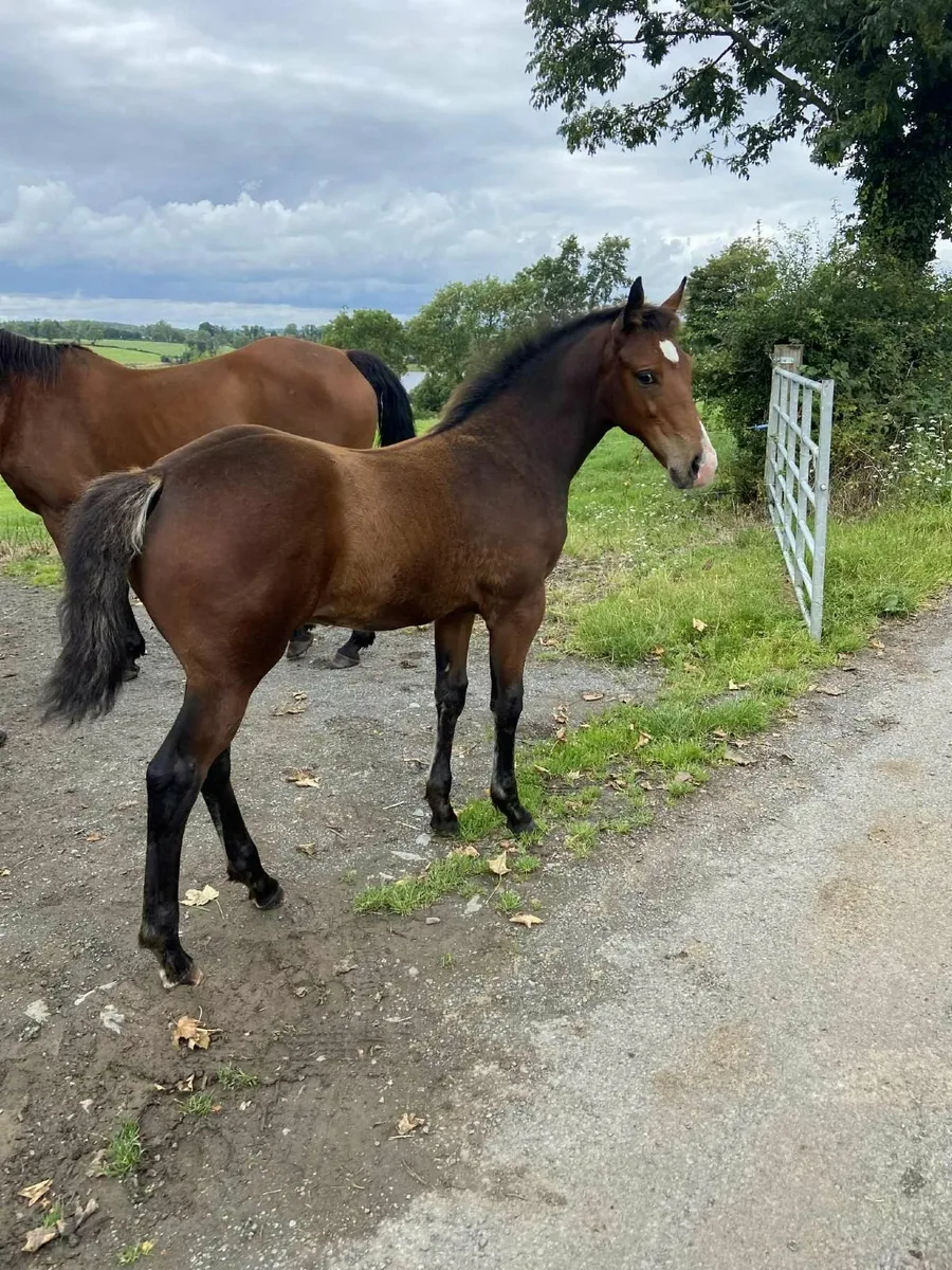 Colt Foal for Sale! - Image 4