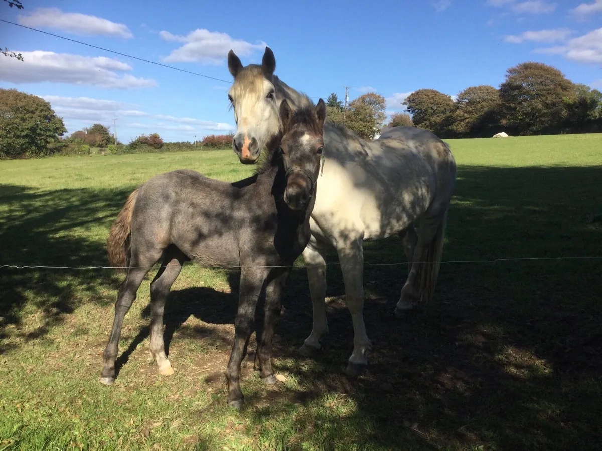 Quality Connemara Colt Foal - Image 2