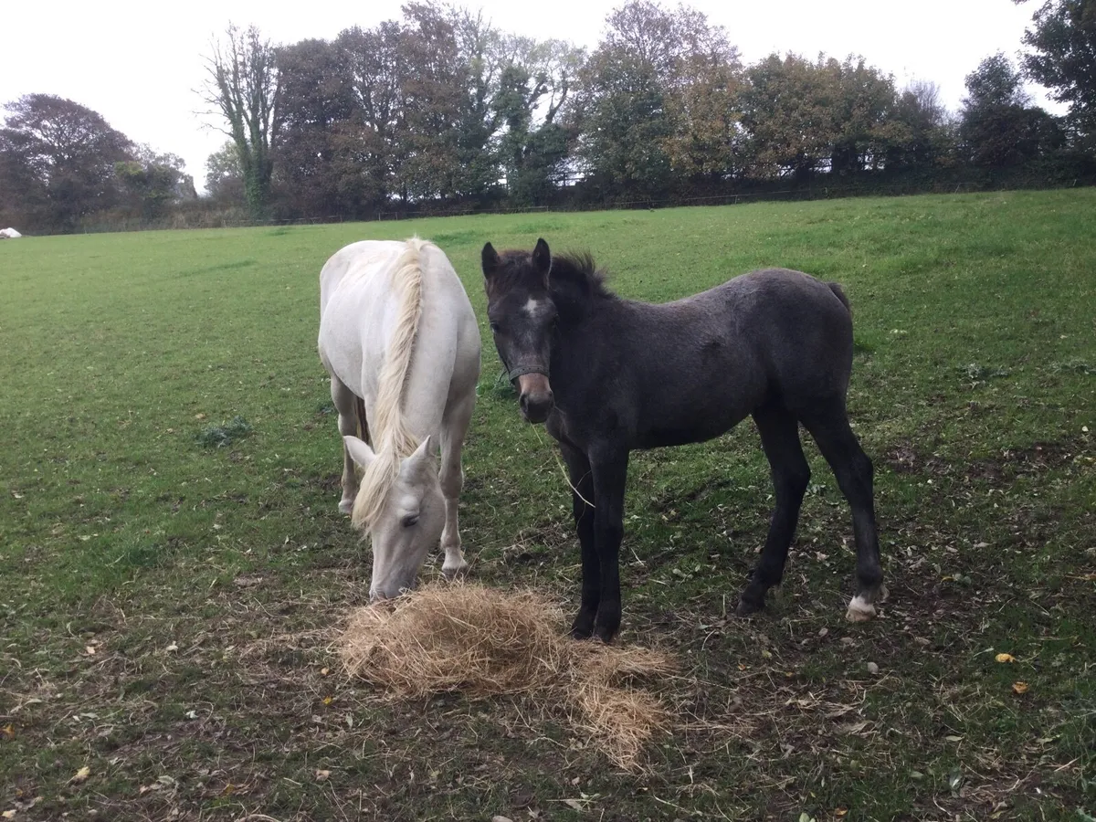 Quality Connemara Colt Foal - Image 3