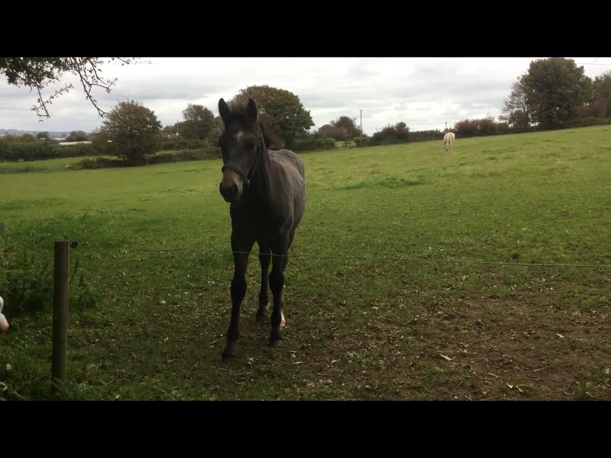 Quality Connemara Colt Foal - Image 4