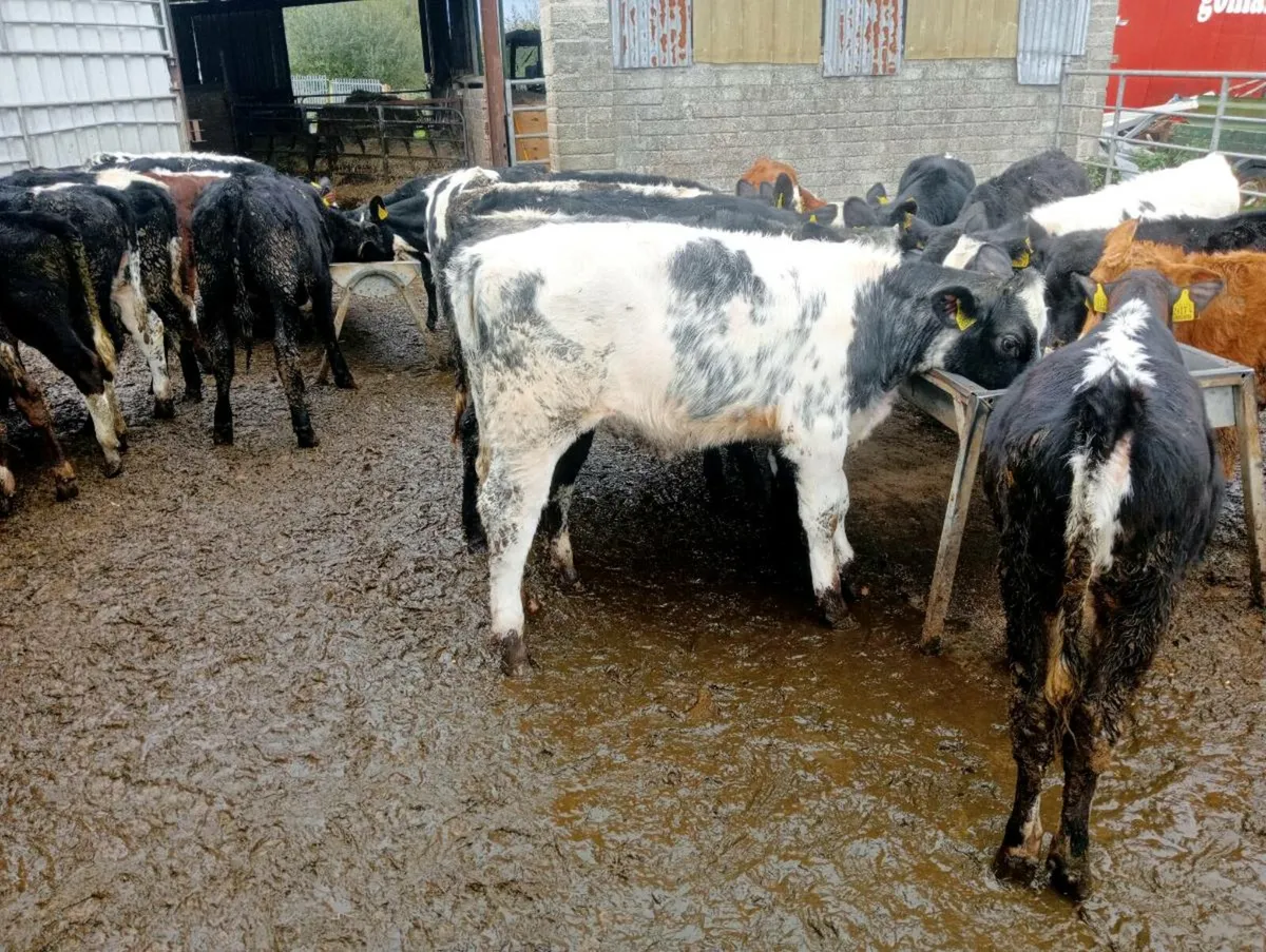 20 mixed breeds heifer's - Image 1