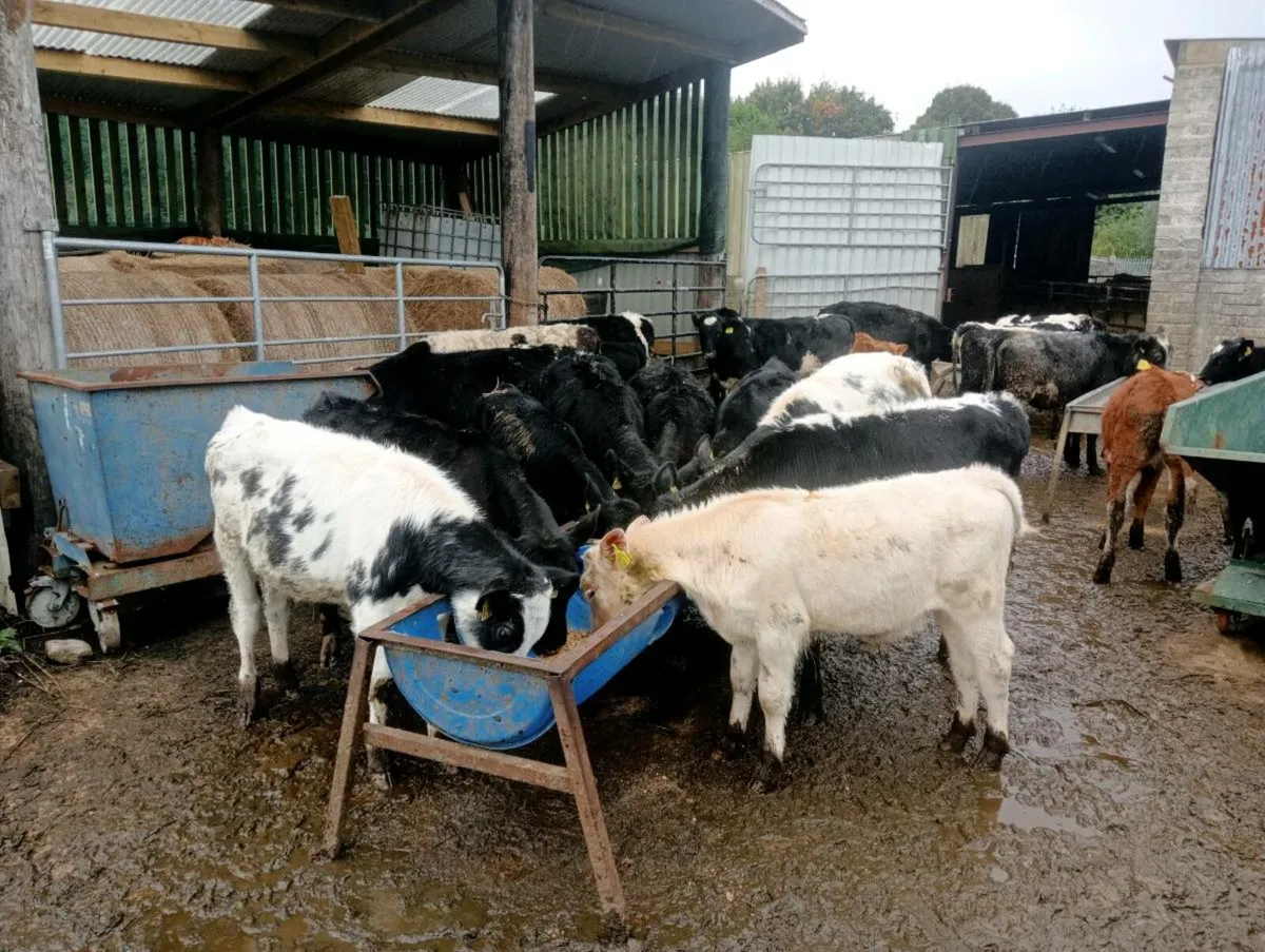 20 mixed breeds heifer's - Image 2