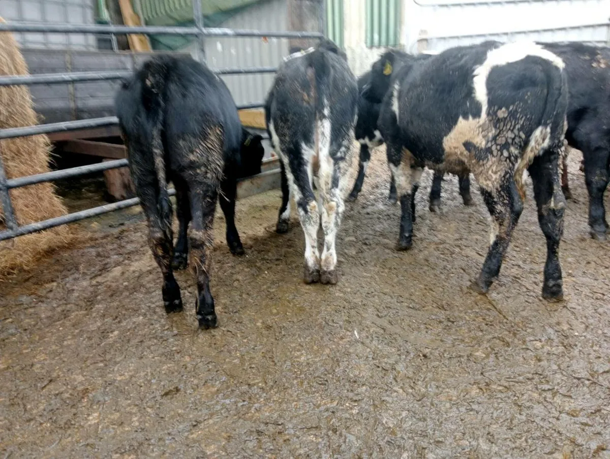 20 mixed breeds heifer's - Image 3