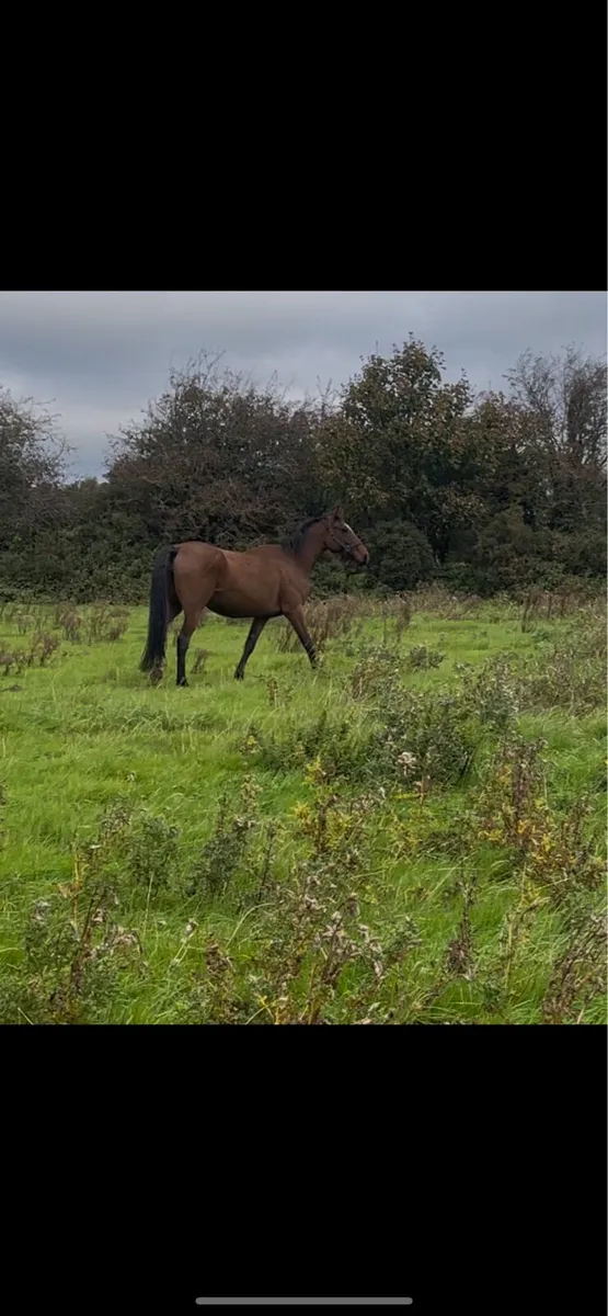 4yr old mare