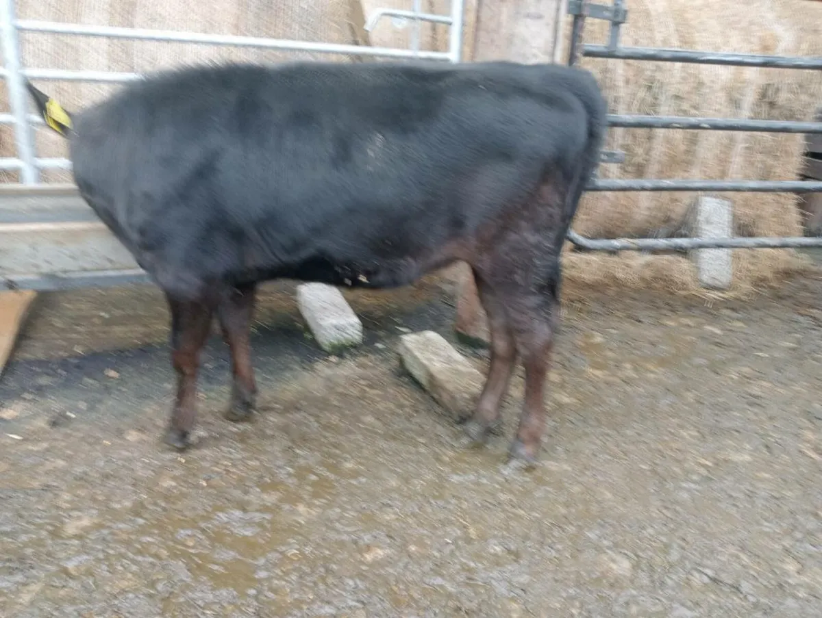 20 mixed breeds heifer's - Image 4