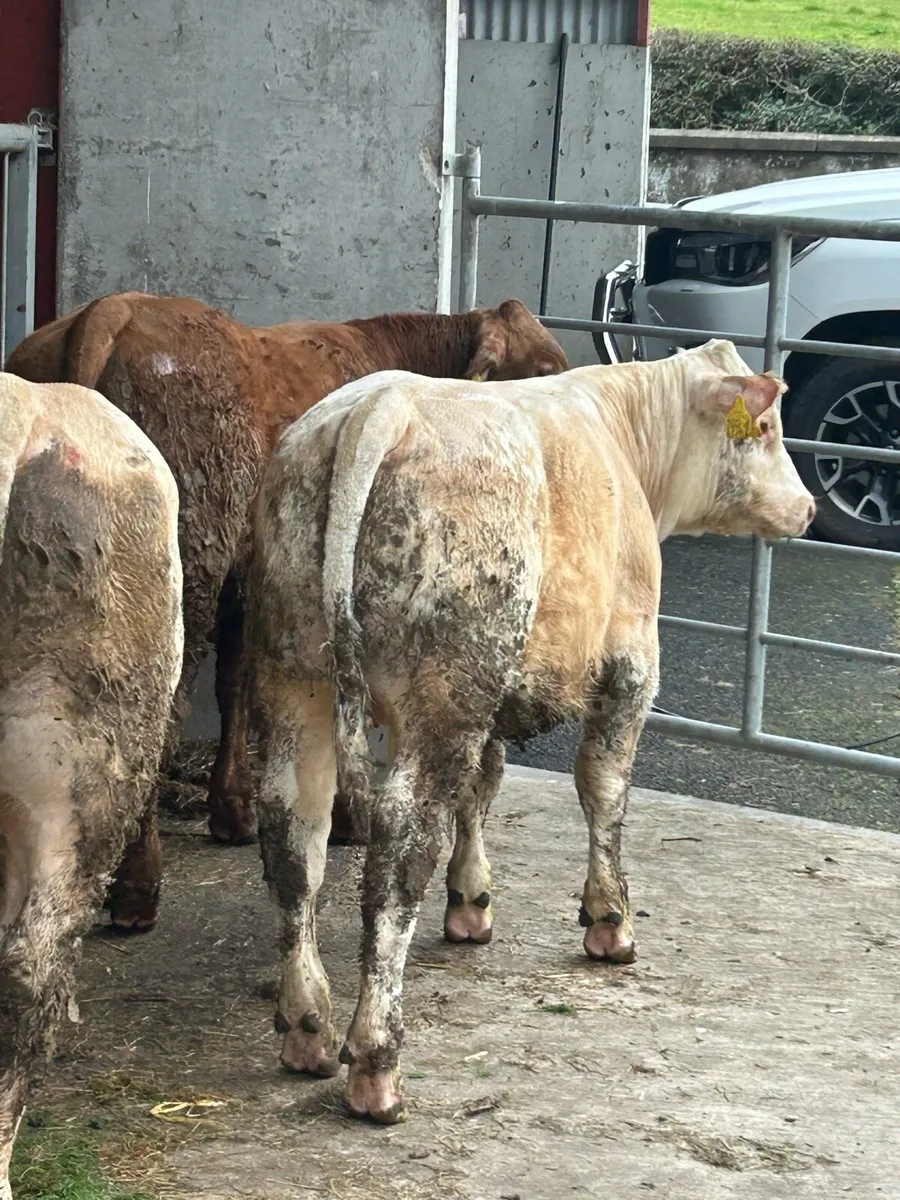 Weanlings - Image 1
